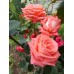 Троянда Фольклор (Роза Folklore)